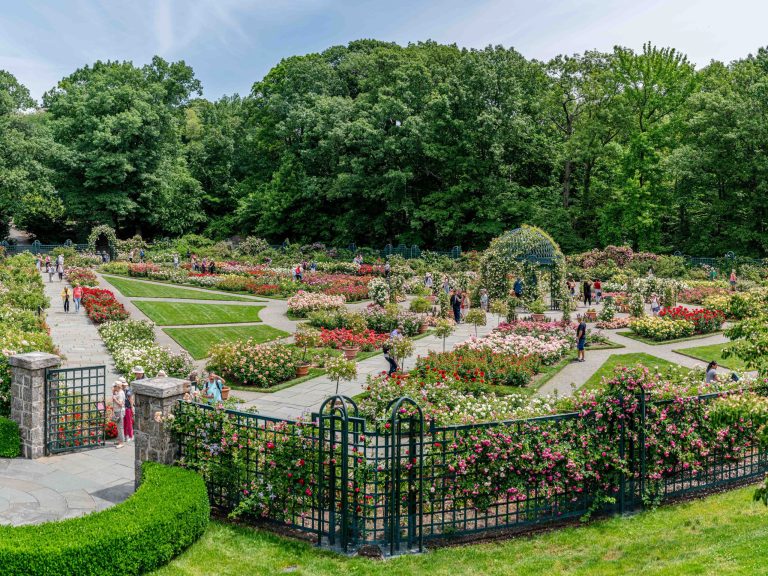 Rose garden at the New Yorl Botanical Garden