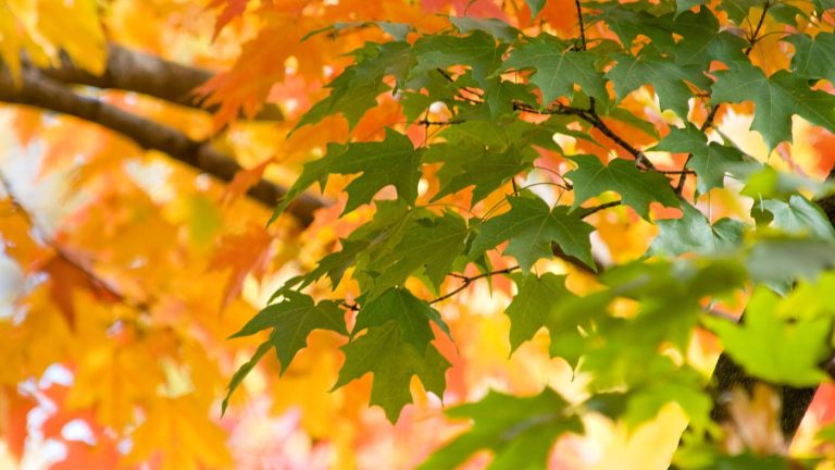 Fall scene of leaves at the Chicago Botanic Garden