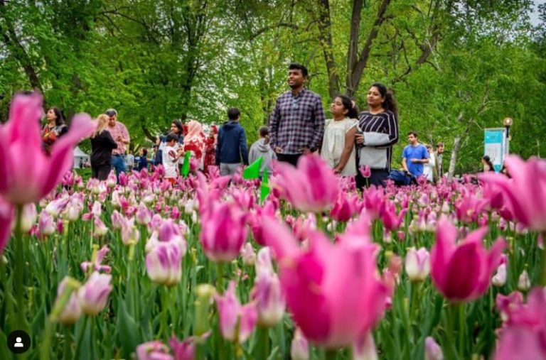 A festival photo with tulips in the foregrownd and people in the background