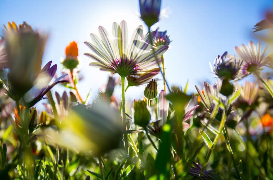 A wildflower garden with the cameera angle from below the flowers with sky and sun