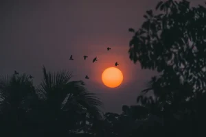 Birds flying in a night sky silhoueted against an orange moon
