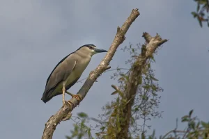 Back-crowned Night Heron on a tree branch