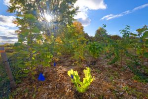 A tree nursery with seedlings of rare trees including Sweetgum and Sycamore trees