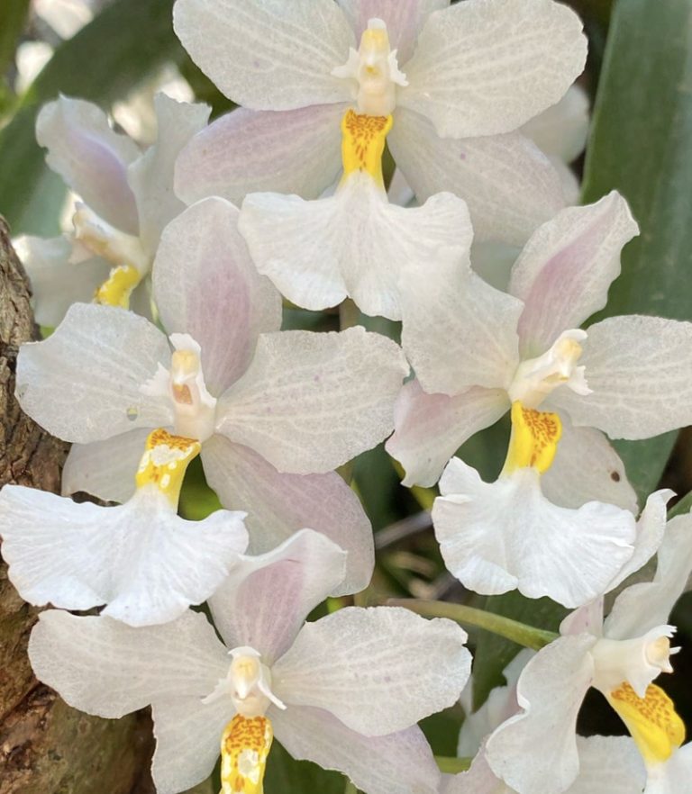 Cuitlauzina Pendula: Orchid of the month