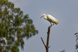 White Egret on the top of a tree top