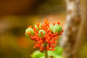 A fascinating orange plant with light green fruit that look like miniature melons