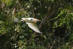 Golden Egret in flight