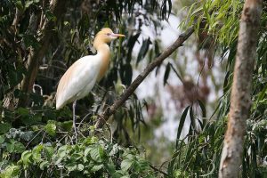 Golden Egret on a branch looking intently