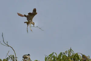 A heron with twigs landing on a nesting site