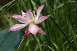 A pink Lotus flower at its peak