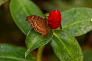 A brown moth feeding from a red fruit on a green plant