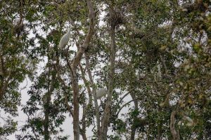 Multiple Egrets Nesting in Trees