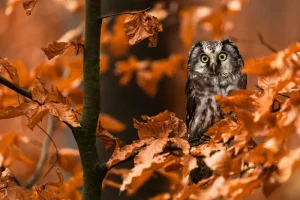 n Owl in. tree looking at us through rust colored leaves