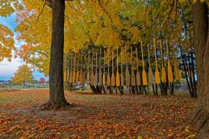 A musical art installation of about twenty canoe paddles handing on metal wires between large maple trees.