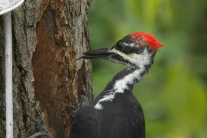 A piliated Woodpecher on a tree with tongue out of his beak