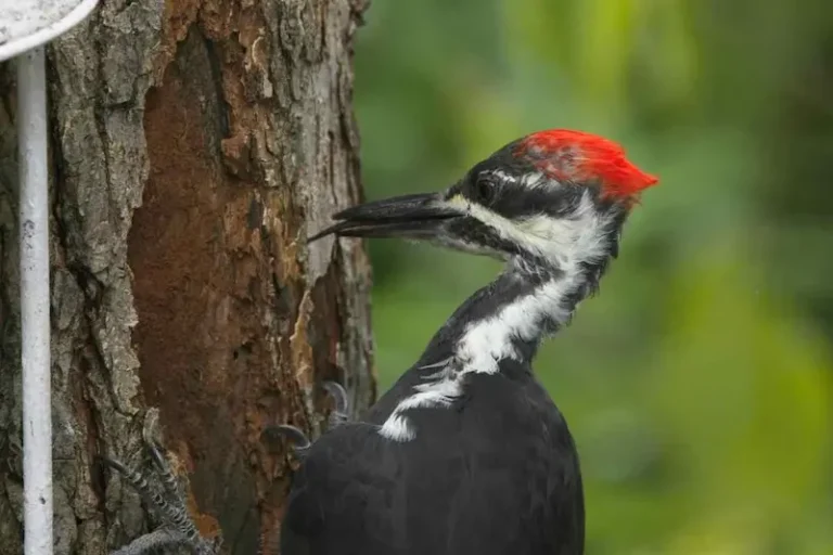 Gardening for Birds: Planting for Woodpeckers