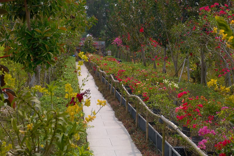 The main entrance garden walk at the Tra Su Bird Sanctuary with abundant colorful flowers