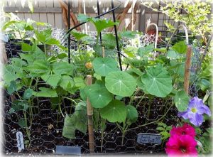 Ornamentals and vegetables planted together