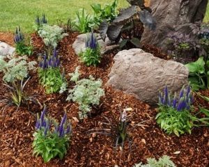 Well mulched new garden with young plants and rocks