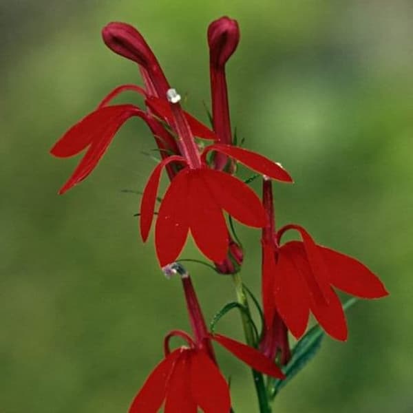 Native Plant Sale