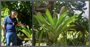 Photo of Jorge Novoa Ramos with new bromeliads species