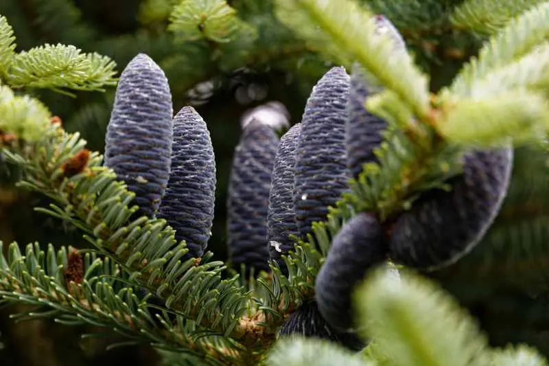 Abes lasiocarpax Koreana seed cones