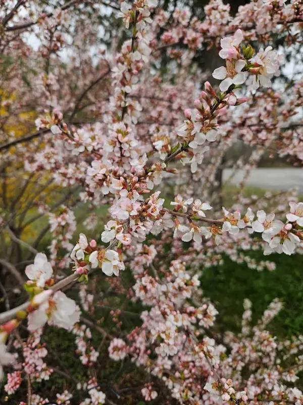 Abundant Nanking cherry blossoms on tree