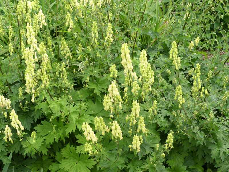 Yellow Aconitum lycoctonum