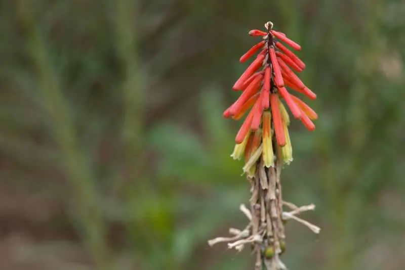 Red Asphodelaceae flower