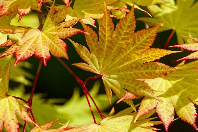 Yellow red autumn full moon maple