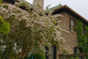 Large Beautybush - Kolkwitzia amabilis in full boom