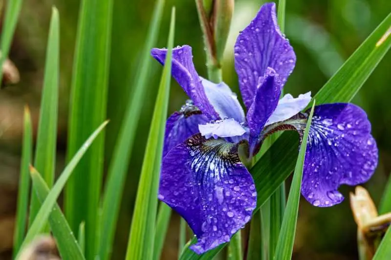 Blue Iris siberica 'Caesar's Brother' with rain drops on petals