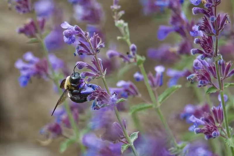 Bumblebee pollinating purple Catmint flowers