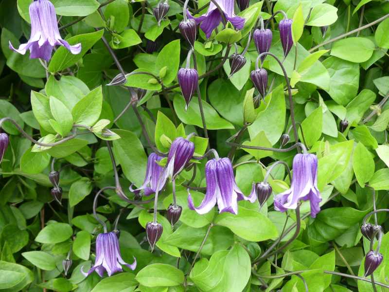 Purple Clematis 'Rooguchi'  in early bloom