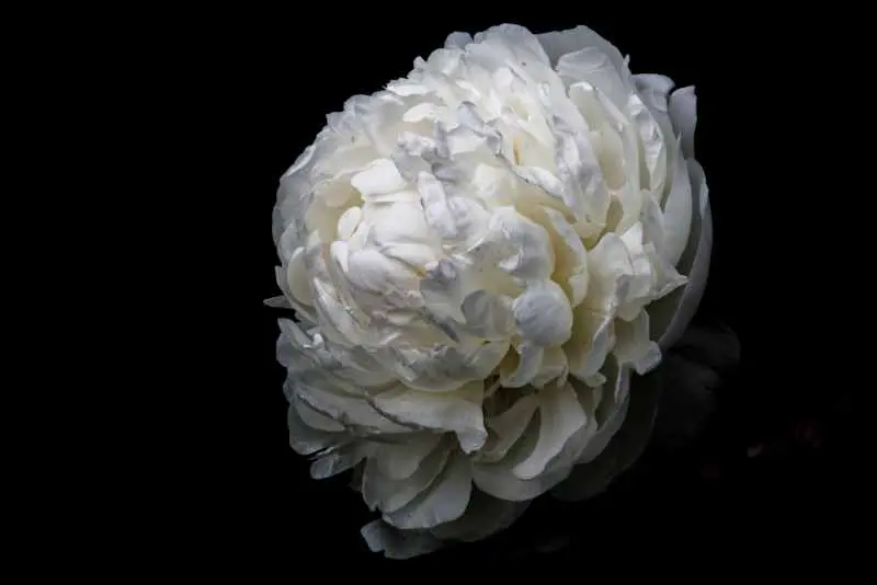 Common white garden peony