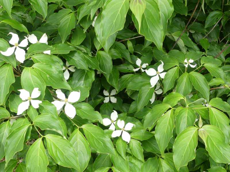 Unique Cornus kousa white flowers with distinctive leaves