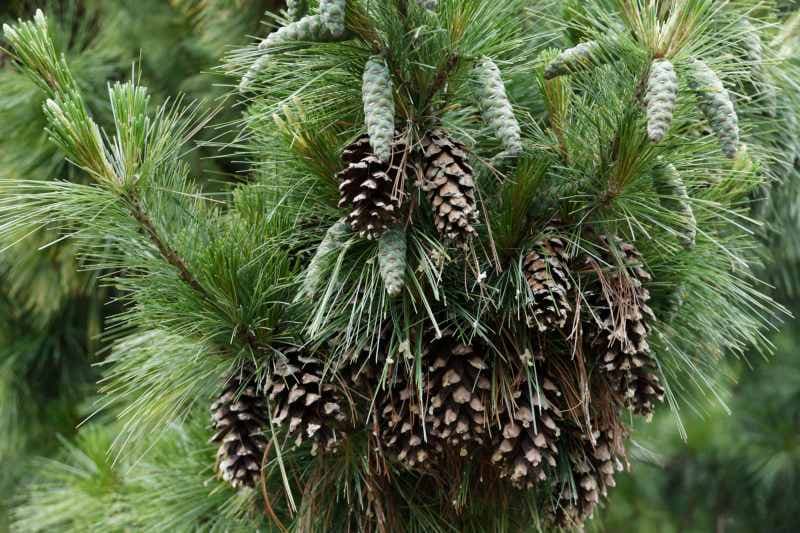 Evergreen cones