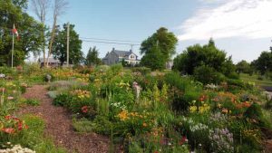 Colorful front garden with unique plants