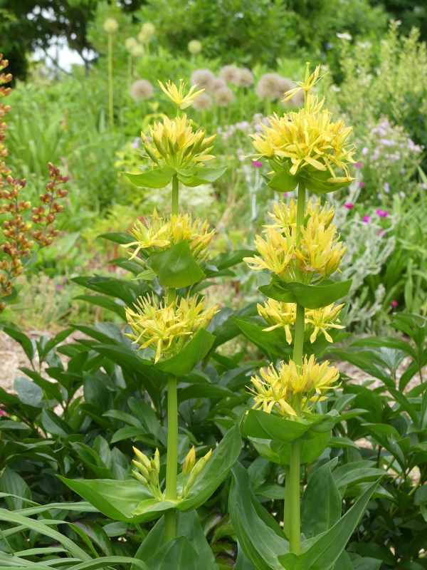 Up to ten Gentiana lutea yellow flowers