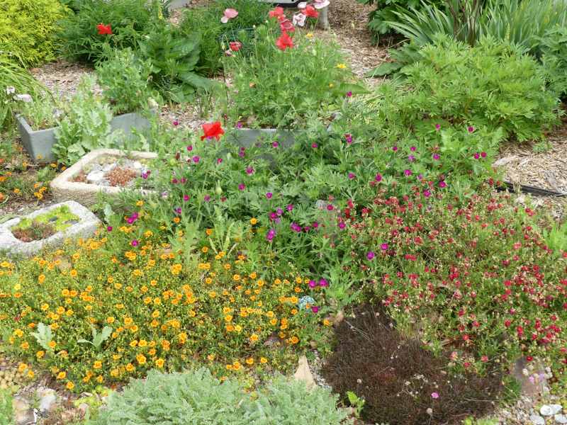 Helianthemum ben nevis featured among other plants