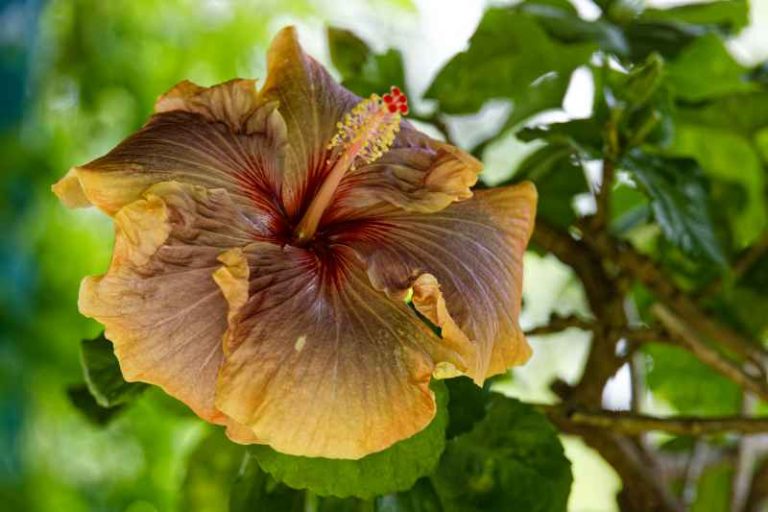 A rare copper hibiscus flower at Roya Botanical Garden, cultivated with proper pruning.