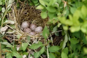 Birds nest with eggs in a shrub