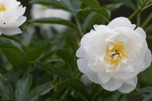 White peony flower in full bloom