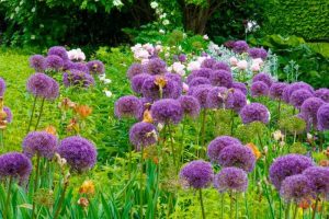 A garden ith many purple aliums