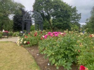 Peony garden in Oshawa