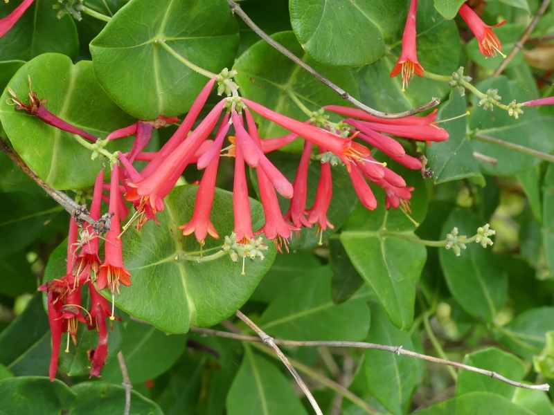 Lonicera sempervirens ‘Alabama Crimson’ flowers