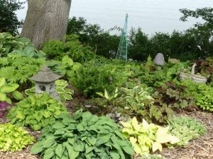 Hosta Garden