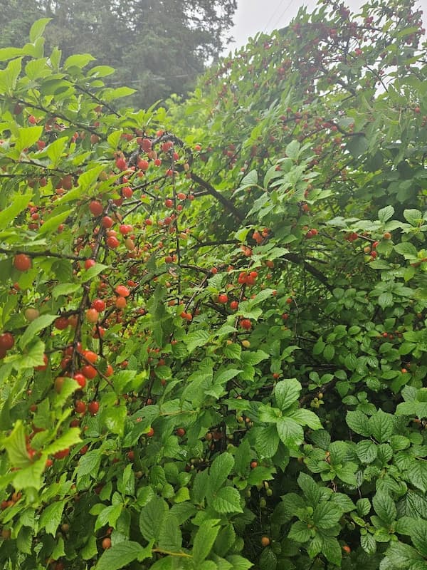 Abundant red Nanking cherries on trees