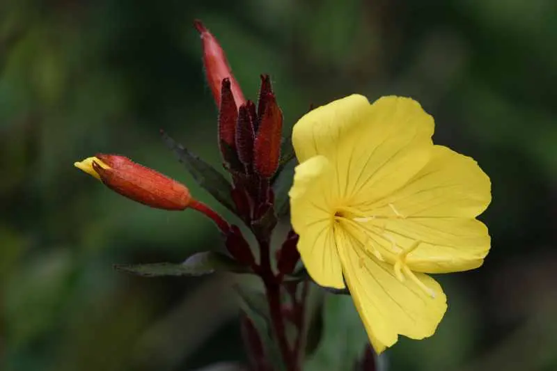 Full yellow onagraceae flower