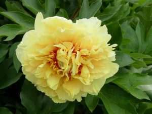 A striking yellow Paeonia itoh 'Garden Treasure'